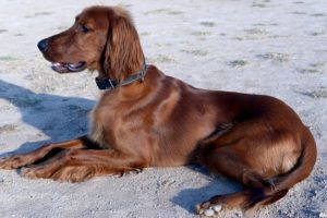 Item essencial para cães com doença celíaca