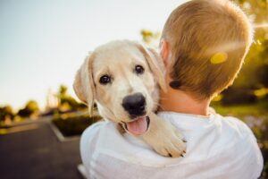 Animais também podem ter alergia