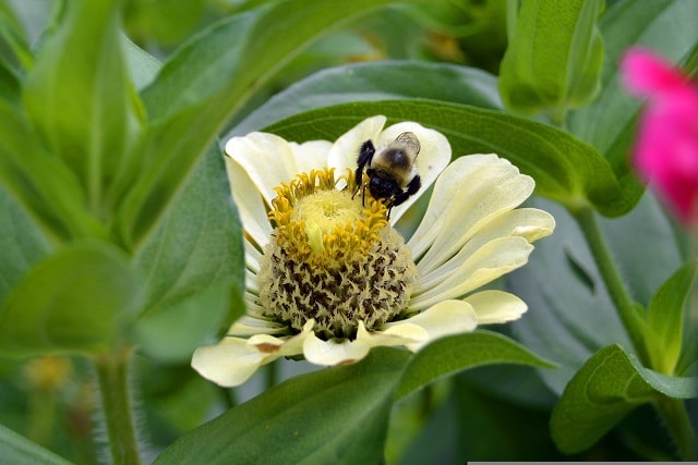 Alergias sazonais