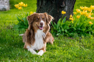 Doença Celíaca em Cães: O que Você Precisa Saber